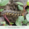 polygonia egea larva5 rutul